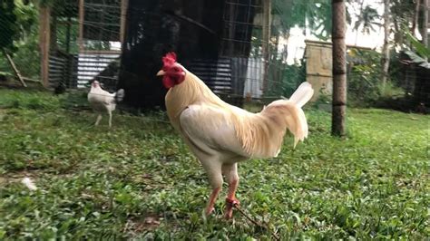 joe zanino white history|MY GAMEFOWL BREEDERS .